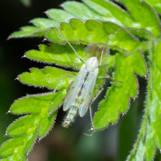 Chironomidae (a non-biting Midge).jpg